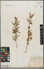 Foto von Salix triandra L. x Salix viminalis L.
